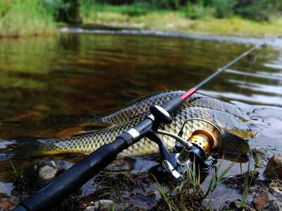 Коропові вудилища