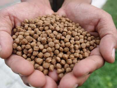 Пеллетс та паста