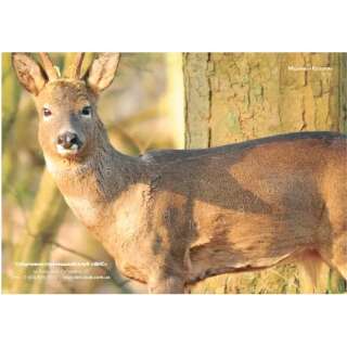 Мішень "Козуля" (кольорова)