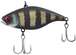Black King Gill